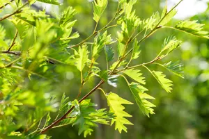 Alnus glut. 'Laciniata' 16/18 HO DKL - afbeelding 3