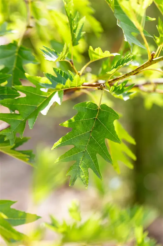 Alnus glut. 'Laciniata' 18/20 HO DKL - afbeelding 1