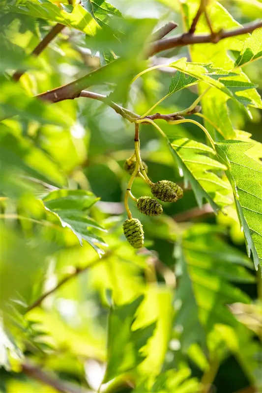 Alnus glut. 'Laciniata' 18/20 HO DKL - afbeelding 4