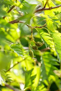 Alnus glut. 'Laciniata' 20/25 HO DKL - afbeelding 4