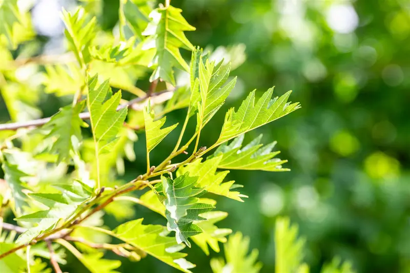 Alnus glut. 'Laciniata' 20/25 HO DKL - afbeelding 5