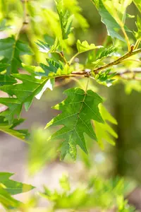 Alnus glut. 'Laciniata' 6/ 8 HO BW - afbeelding 1