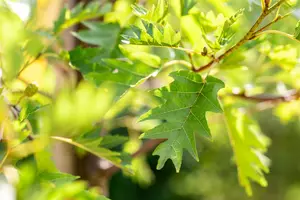 Alnus glut. 'Laciniata' 6/ 8 HO BW - afbeelding 2