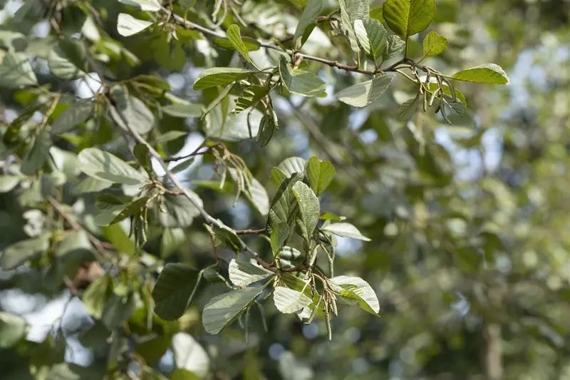 alnus glutinosa (60- 90cm) - afbeelding 2