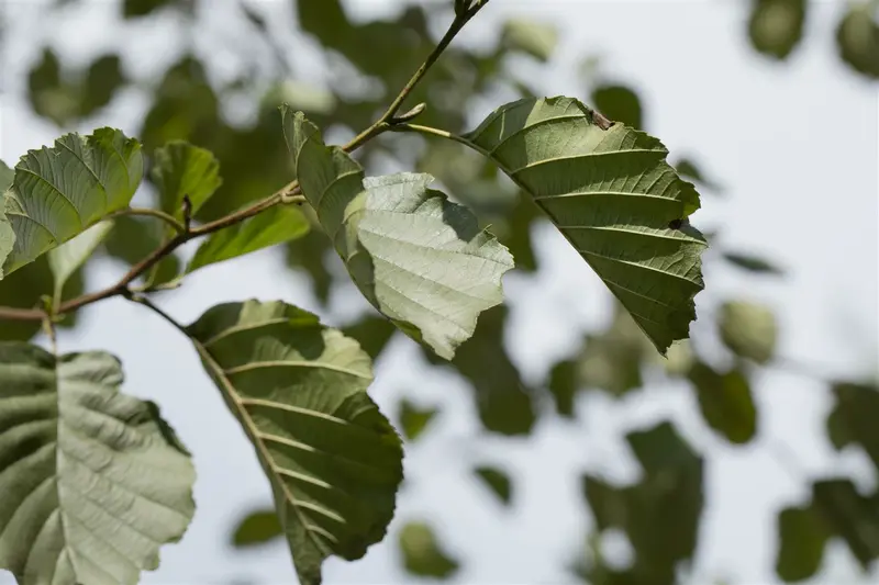 alnus glutinosa (60- 90cm) - afbeelding 4