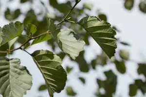 alnus glutinosa (60- 90cm) - afbeelding 4