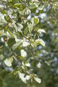 alnus glutinosa (90-120 cm) - afbeelding 5