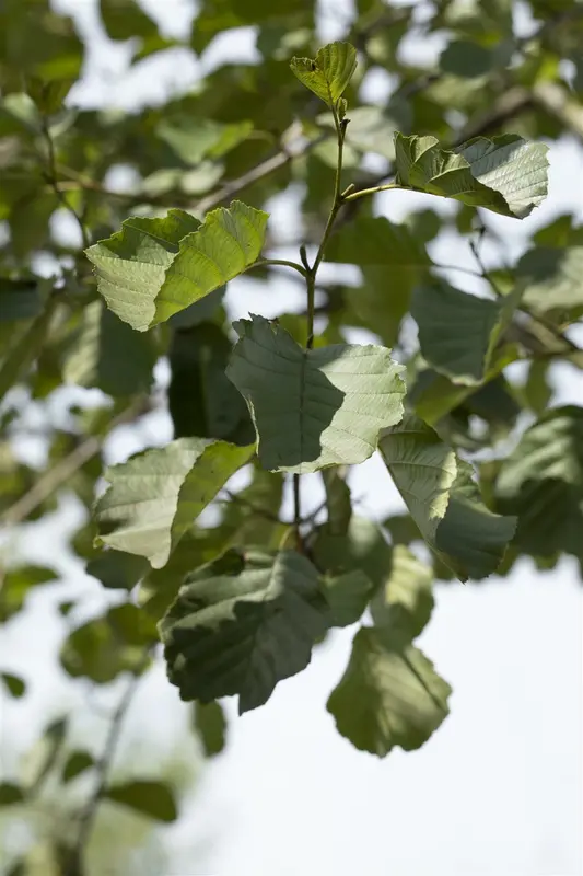 alnus glutinosa (90-120 cm) - afbeelding 5