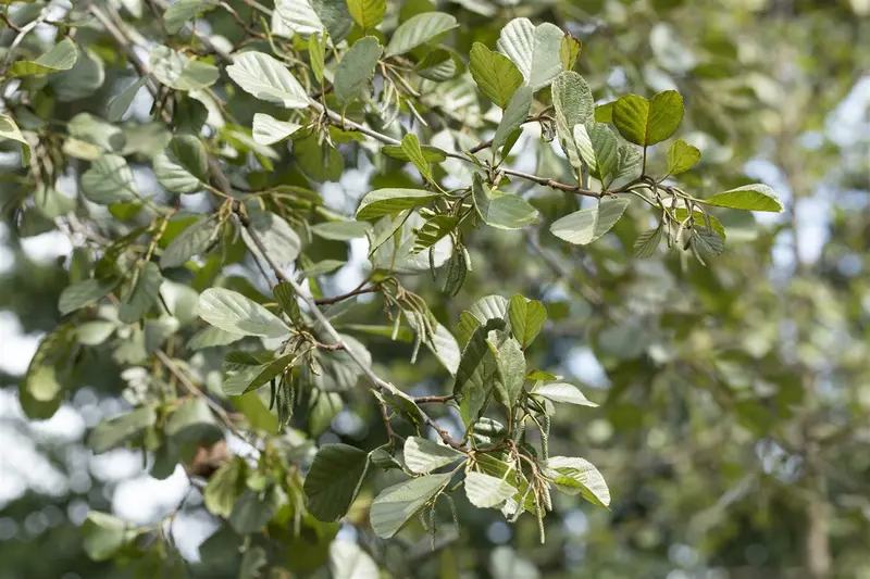 alnus glutinosa (90-120 cm) - afbeelding 3