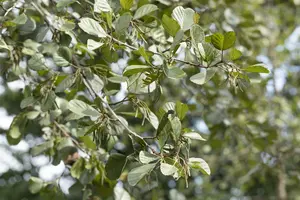 alnus glutinosa (90-120 cm) - afbeelding 3