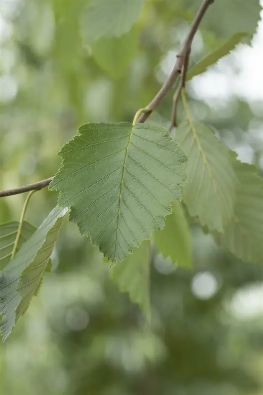 alnus incana (90-120 cm) - afbeelding 5