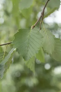 alnus incana (90-120 cm) - afbeelding 5