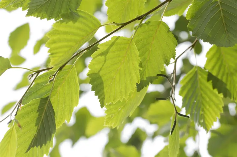 alnus incana (90-120 cm) - afbeelding 1