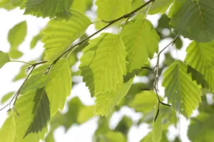 alnus incana (90-120 cm) - afbeelding 5