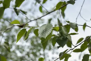 alnus incana (90-120 cm) - afbeelding 2