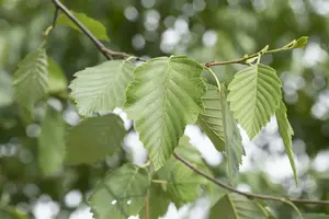 alnus incana (90-120 cm) - afbeelding 3