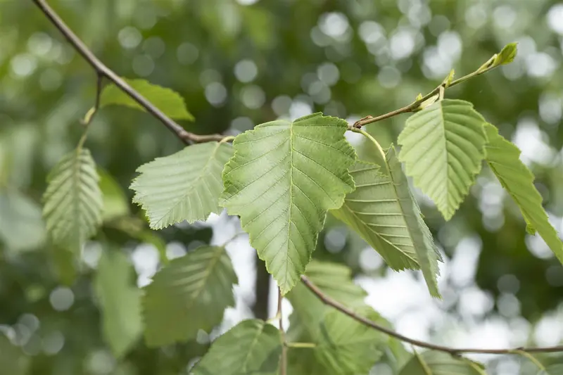 alnus incana (90-120 cm) - afbeelding 4