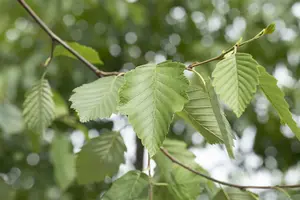 alnus incana (90-120 cm) - afbeelding 4