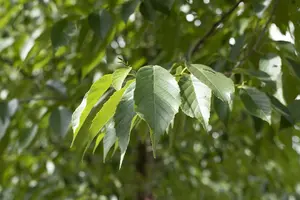 Alnus spaethii 10/12 HO BW - afbeelding 2