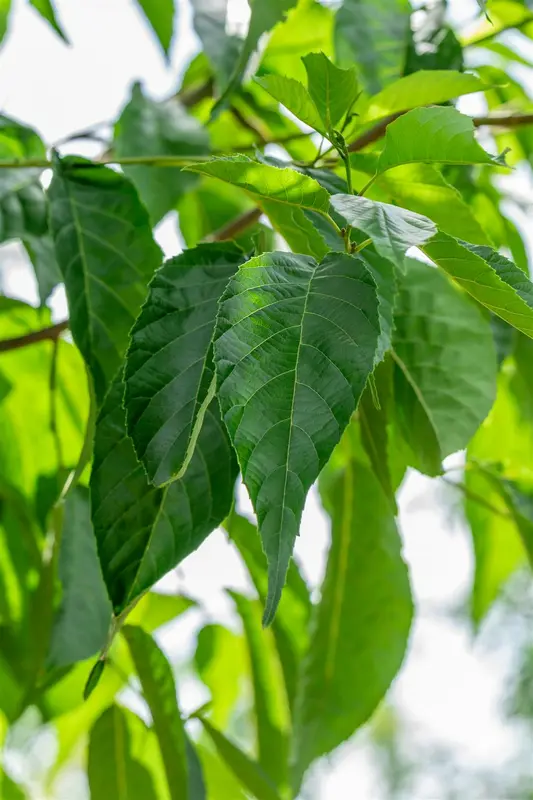 Alnus spaethii 18/20 HO C - afbeelding 5