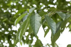 alnus spaethii 20/25 - afbeelding 4