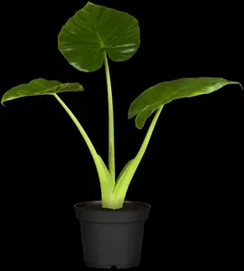alocasia cucullata 24cm h110 p24 - afbeelding 5