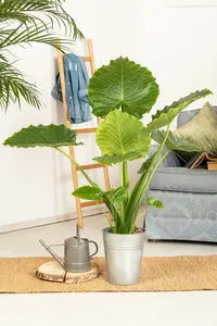 alocasia gageana p17 'california' - afbeelding 2