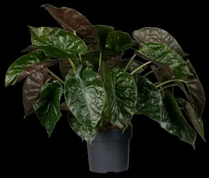 alocasia wentii 24 cm h110 p24 - afbeelding 5