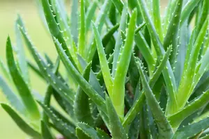 aloe arborescens - afbeelding 3