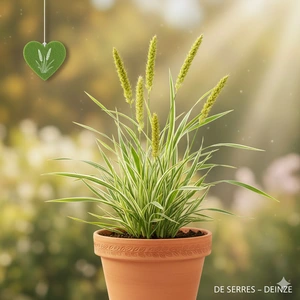 Alopecurus pratensis 'Aureovariegatus' P9