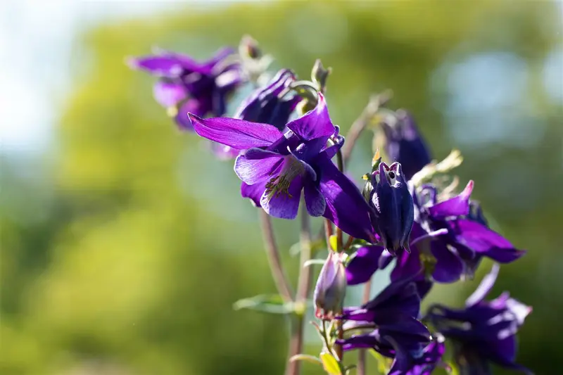 aquilegia alpina P9