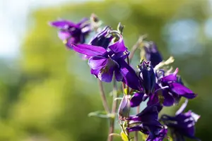 aquilegia alpina P9
