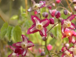 epimedium alpinum P9 - afbeelding 5