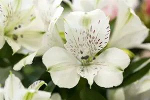 Alstroemeria hybr. 'Mars' P9 - afbeelding 2
