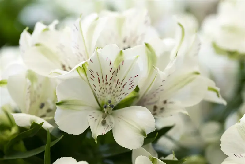 Alstroemeria hybr. 'Mars' P9 - afbeelding 1