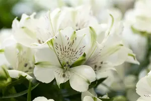 Alstroemeria hybr. 'Mars' P9 - afbeelding 1