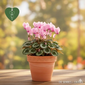 Cyclamen hederifolium 'Amaze Me Pink' P10.5