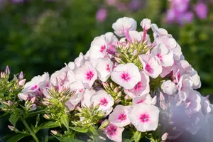 phlox (s) 'amazing grace' P9