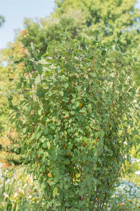 Amelanchier aln. 'Obelisk' 100-125   C12 - afbeelding 2