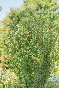 Amelanchier aln. 'Obelisk' 100-125   C12 - afbeelding 2
