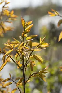 amelanchier arborea 'robin hill' 14/16 C - afbeelding 4