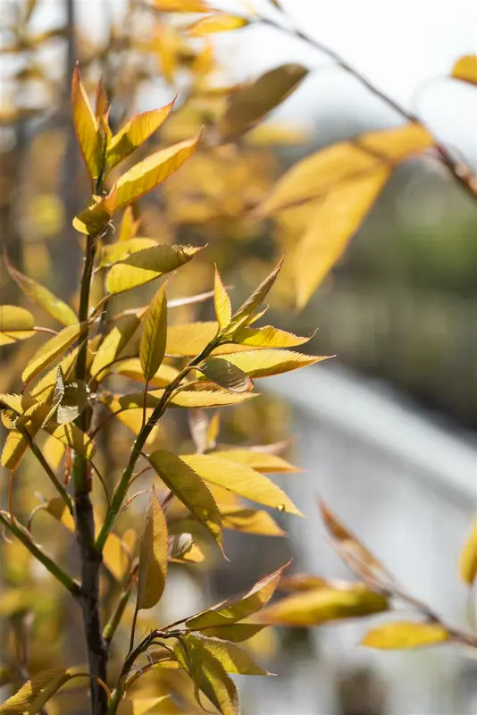 amelanchier arborea 'robin hill' 14/16 C - afbeelding 2
