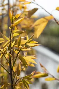 amelanchier arborea 'robin hill' 14/16 C - afbeelding 2