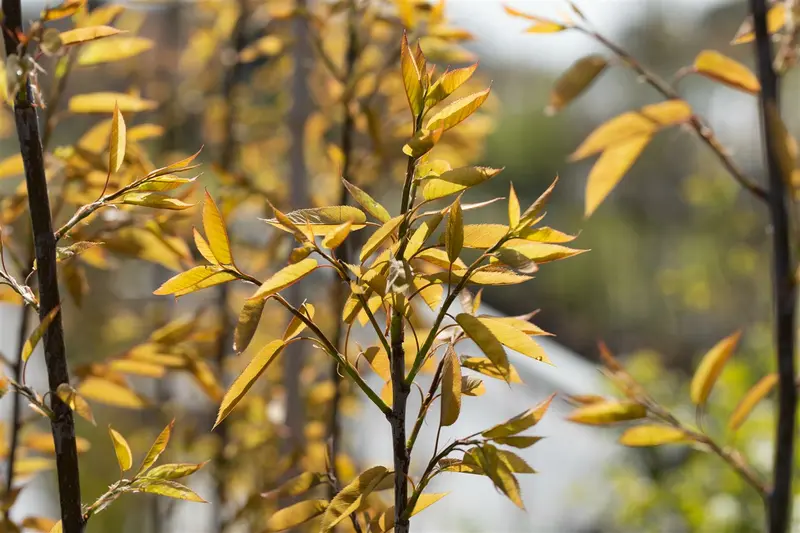 amelanchier arborea 'robin hill' 14/16 C - afbeelding 3