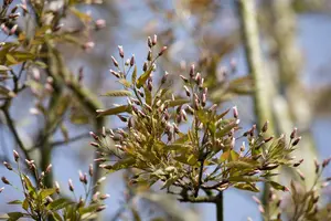 amelanchier arborea 'robin hill' 16/18 - afbeelding 4