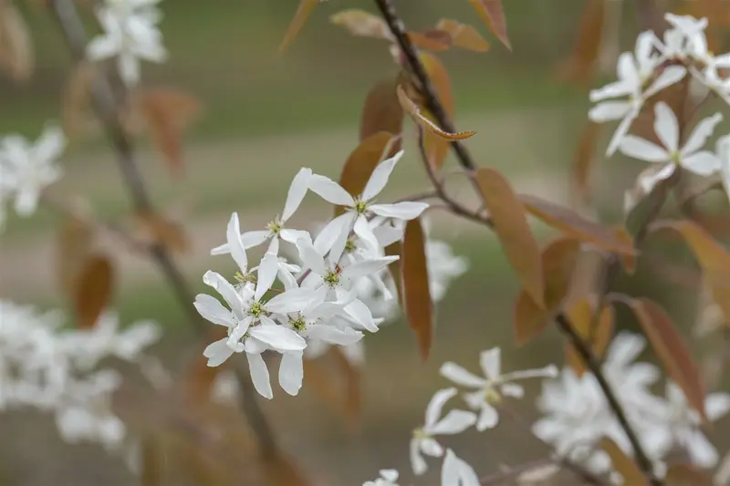 Amelanchier 'Ballerina' 175-200   C10 - afbeelding 5