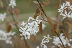 Amelanchier 'Ballerina' 175-200   C10 - afbeelding 5