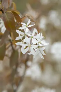 amelanchier 'ballerina' (200-250 cm) - afbeelding 5