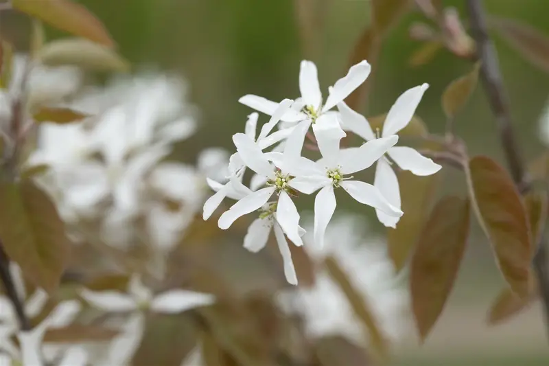 amelanchier 'ballerina' (200-250 cm) - afbeelding 2