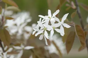 amelanchier 'ballerina' (200-250 cm) - afbeelding 2